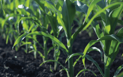 How to Use a Crop Health Monitoring System