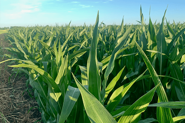 Summer Field Corn