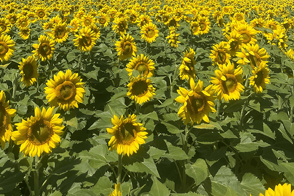 Sunflowers for days