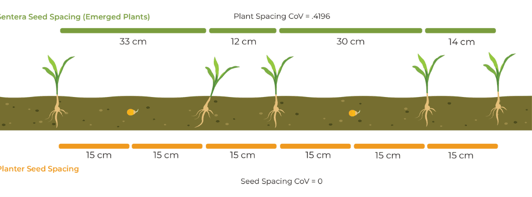 Infograph: Plant Seed Spacing vs. Emerged Seed Spacing