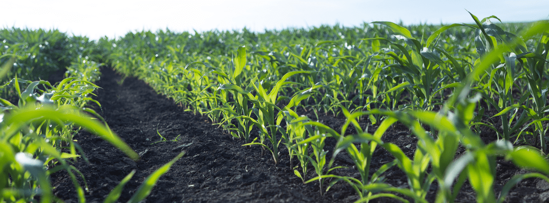 The Crop Production Lifecycle: Optimizing Seed Production