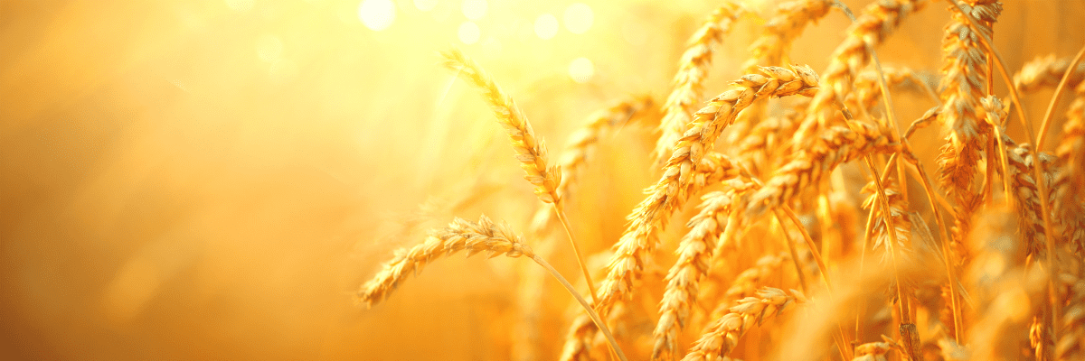 Beauty shot of wheat in a field