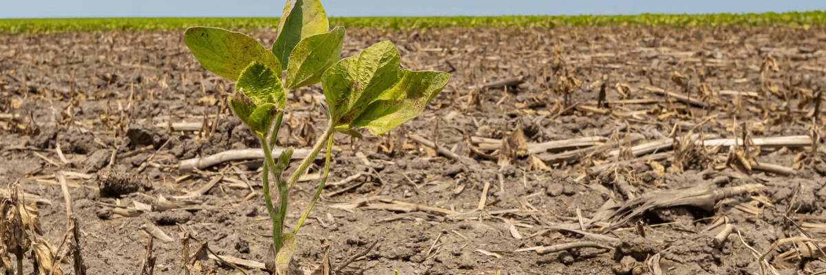 Lone soybean plant after field damage from a flood