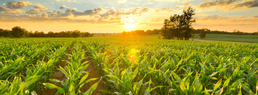 The Future of Short-stature Corn: Harnessing Remote Sensing for Seed Trait Advancements
