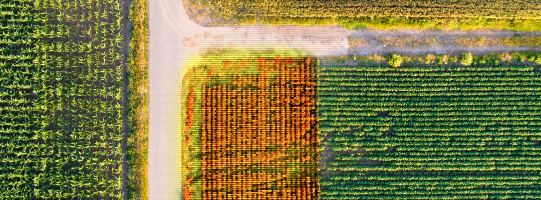 The Role of Thermal Imagery in Agriculture