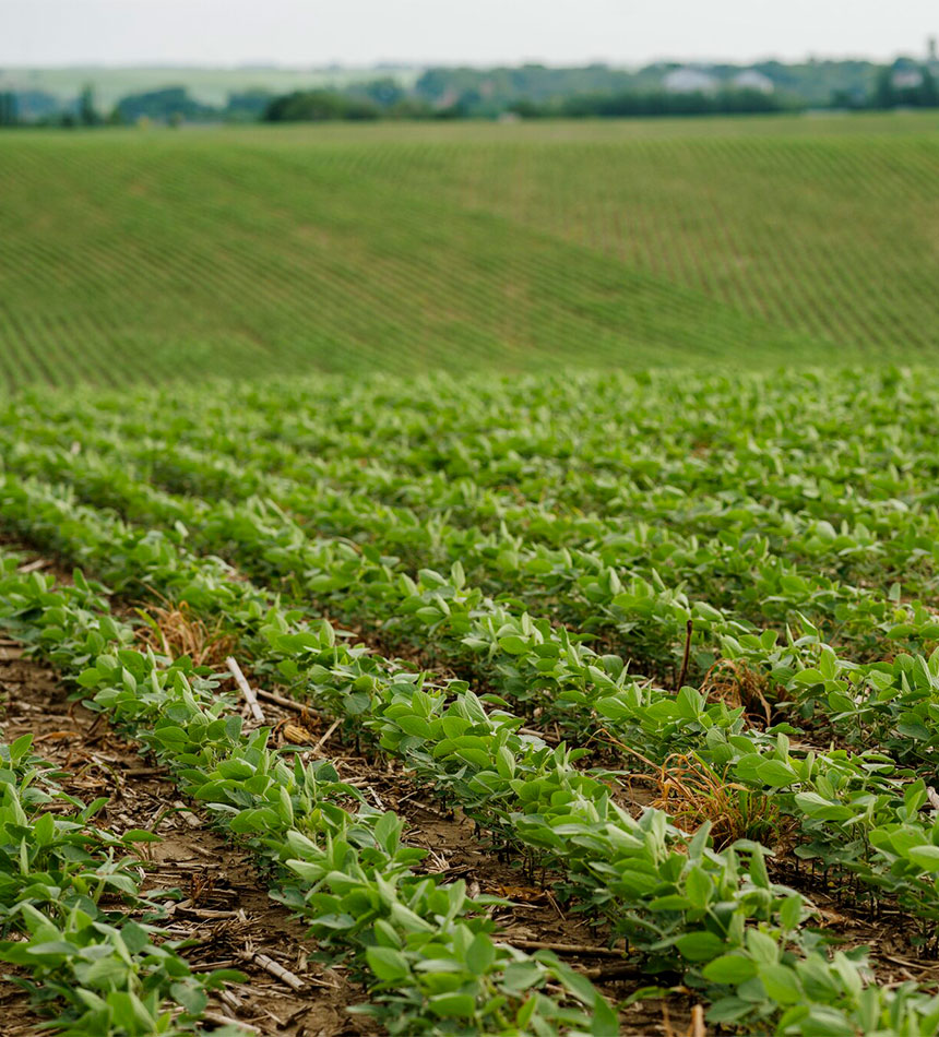Field with weeds